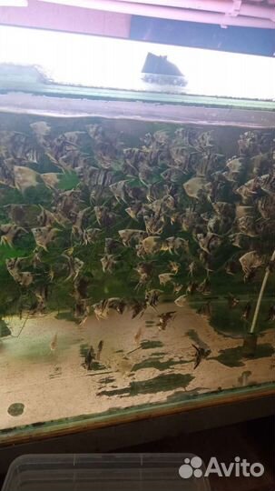Аквариумные рыбки