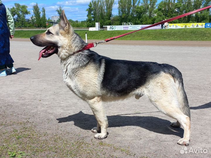 Вязка кобель вео