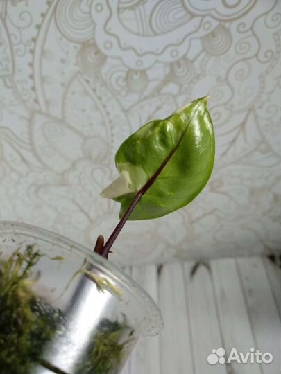 Алоказия Блек стем вар