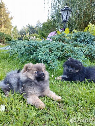 Девочка 3 месяца