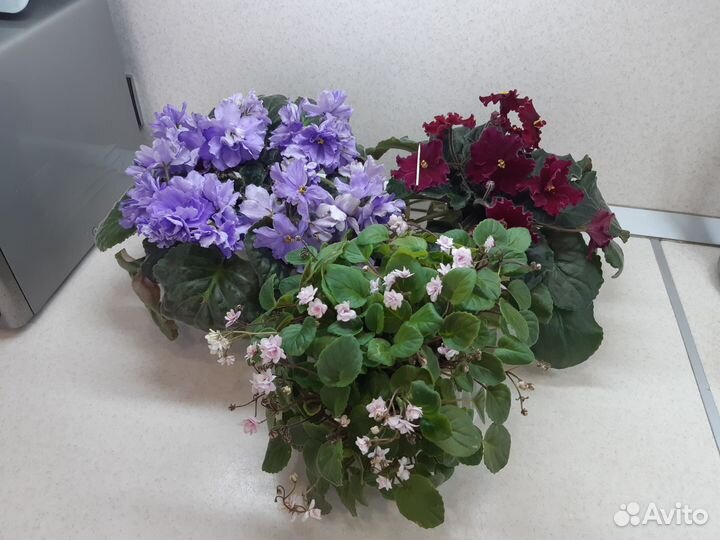 Листочки сортовых фиалочек