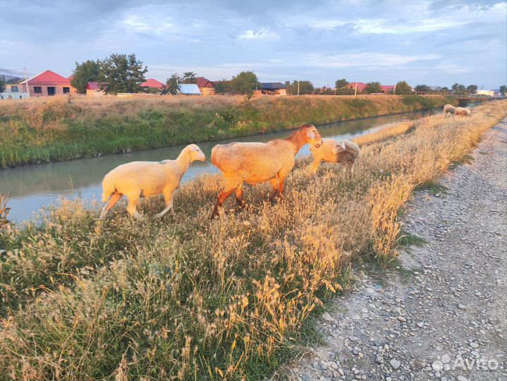 Бараны на курбан байрам