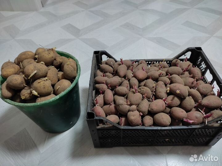 Семенной картофель