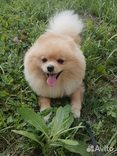 Померанский шпиц