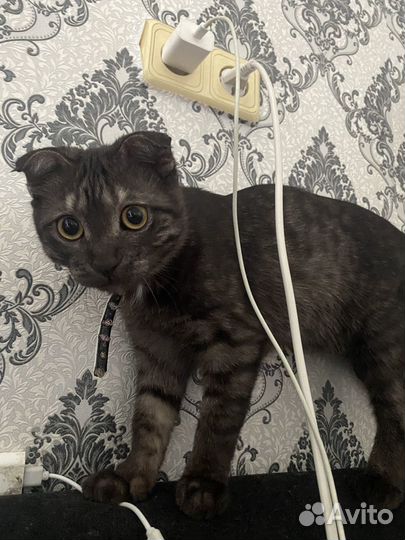 Шотландский вислоухий кот