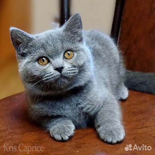 Британская кошечка, 3.5м