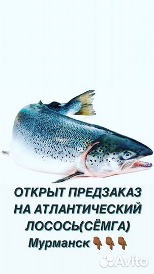 Семга охлажденная, форель охлажденная, дорадо,сиба