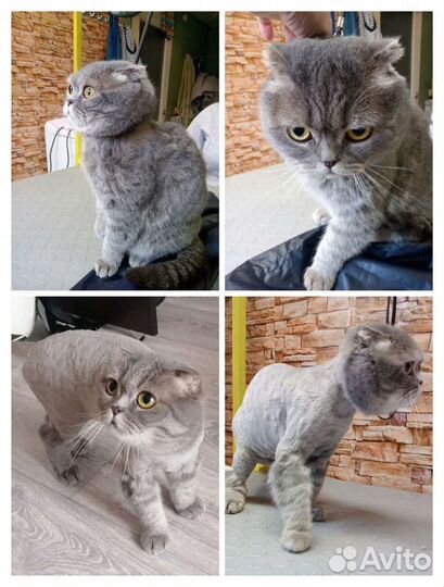 Груминг собак кошек