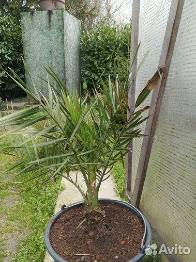 Финик Арабский