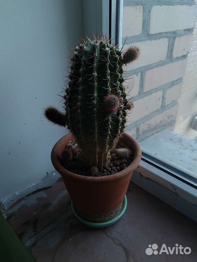 Кактусы. Комнатные растения