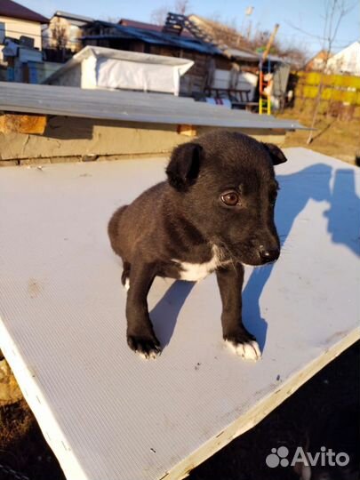 Щенок в добрые руки бесплатно