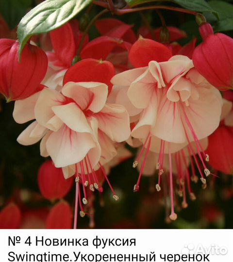 Фукция