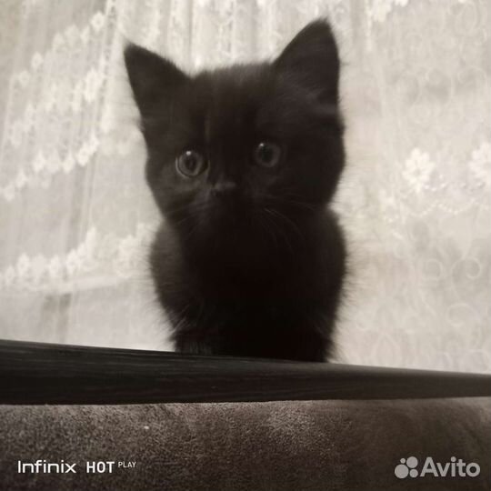 Курильский бобтейл
