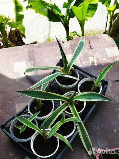 Портулак,петуния, герань и др