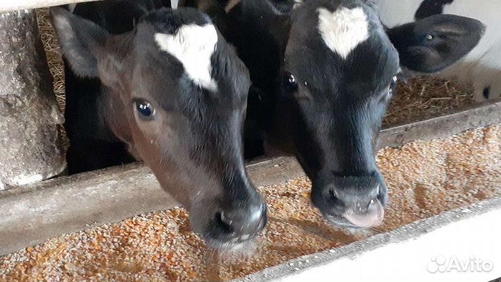 Бычки на откорм