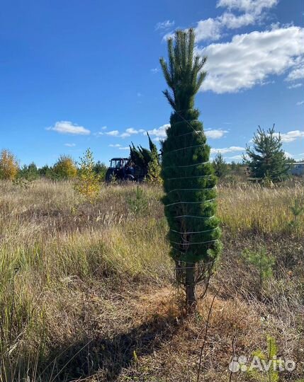 Живая елка оптом