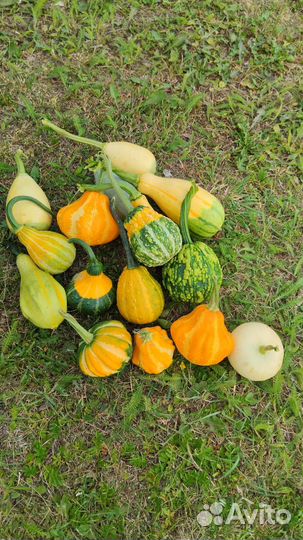 Декоративные тыквы