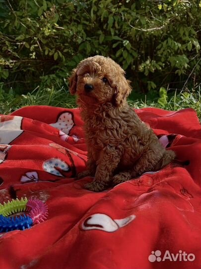 Пудель девочка