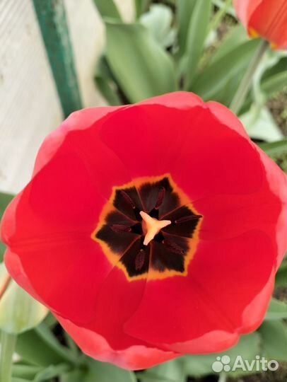 Луковицы тюльпанов