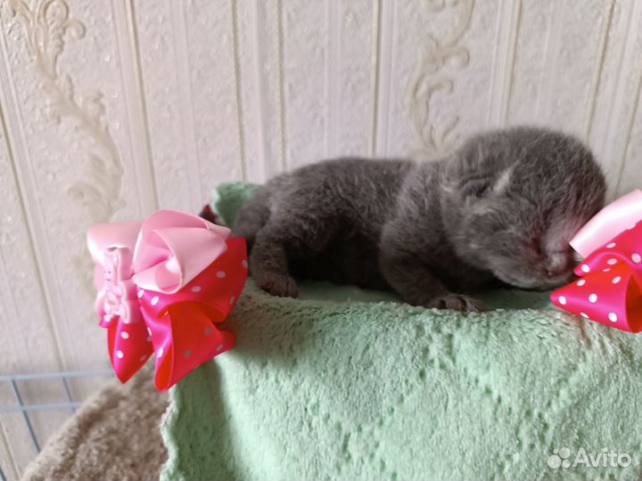 Британские котята