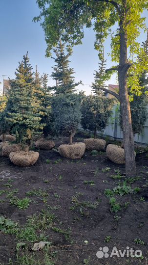 Саженцы хвойных деревьев