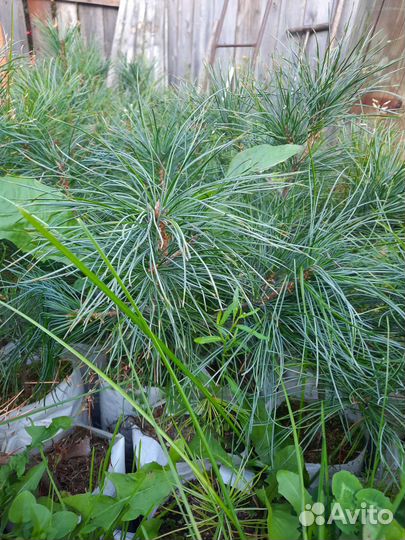 Саженцы кедра корейского