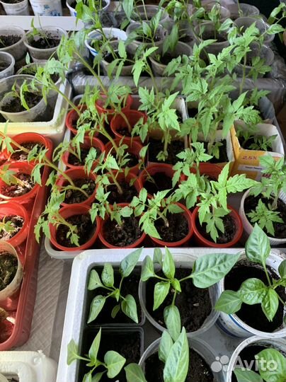 Рассада помидор перцев цветов