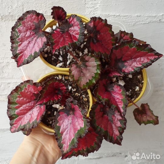 Бегония Королевская. 5 видов. Комнатные