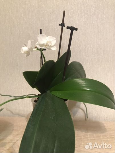 Цветущая орхидея