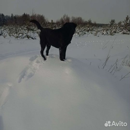 Кобель лабрадора вязка