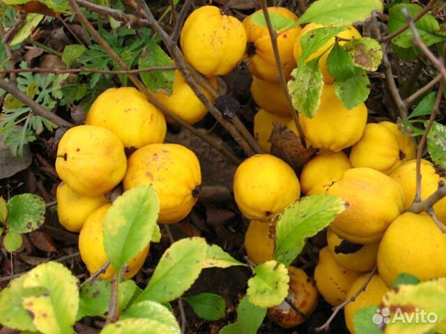 Саженцы декоративных и плодовых деревьев и кустарн