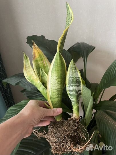 Сансевиерия Tiger star, Star Canyon,Green Granite