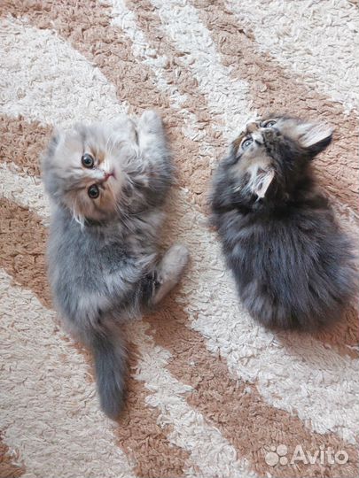 Шотландские котята