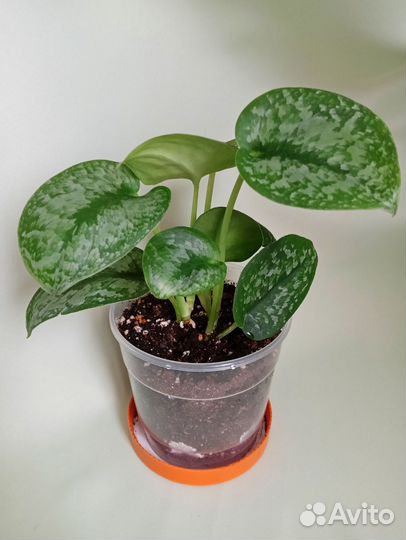 Сциндаптус Сильвер Сплеш