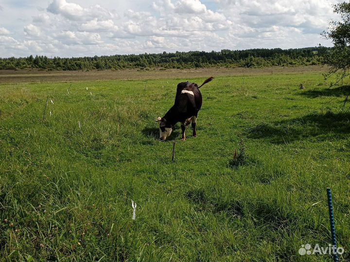 Продам 2 телок
