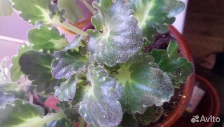 Бильбергия поникшая / Циперус