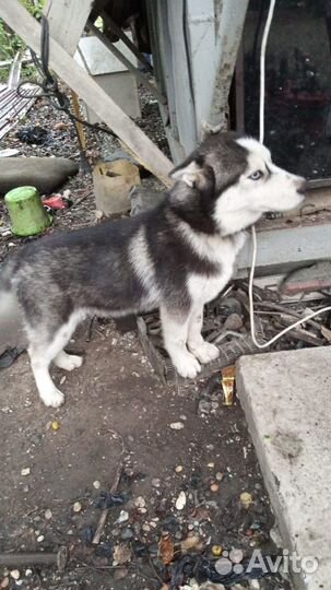 Сибирский хаски