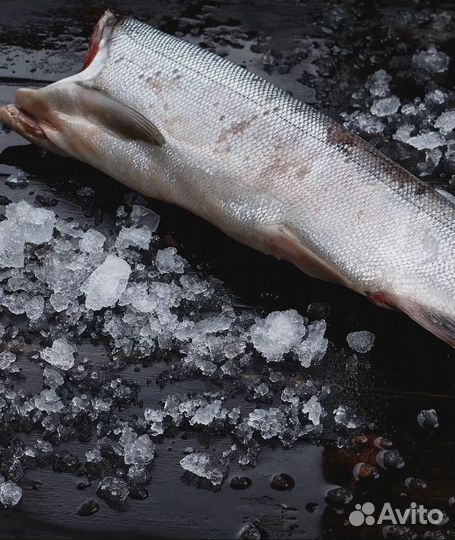 Горбуша пбг 2023г. (Сахалинская)