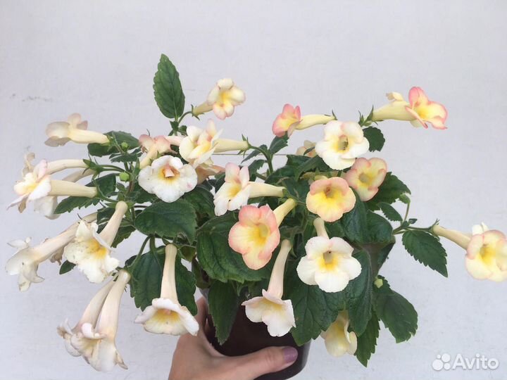 Ризомы ахименесов