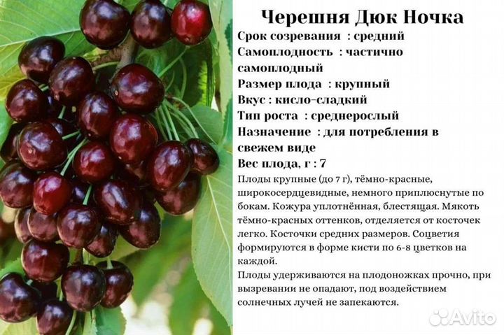 Саженцы черешня