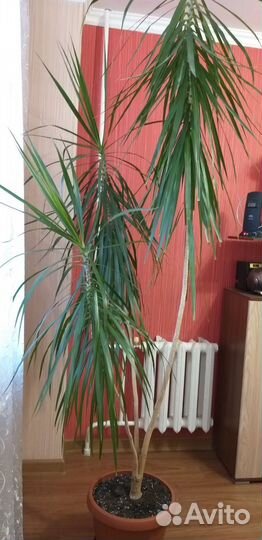 Пальма драцена