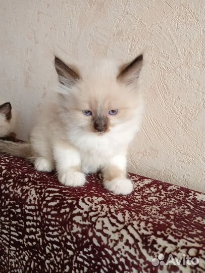 Котята тайские