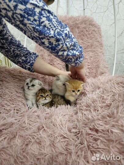 Котята шиншиллы