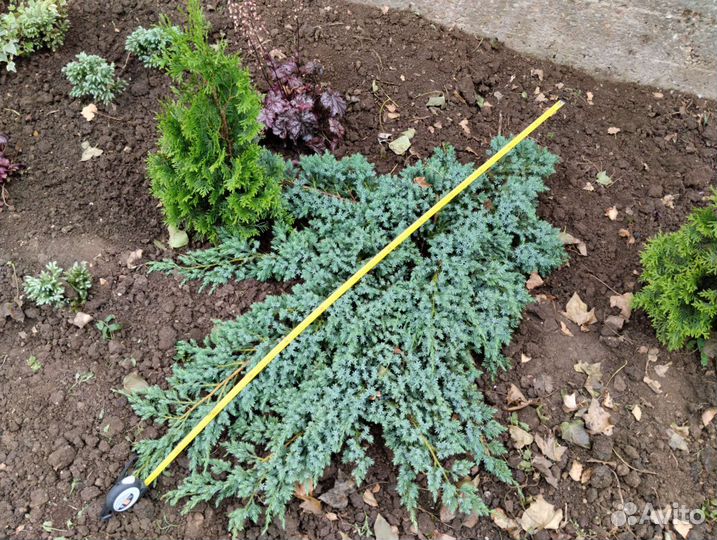 Можжевельник чешуйчатый Блю Карпет