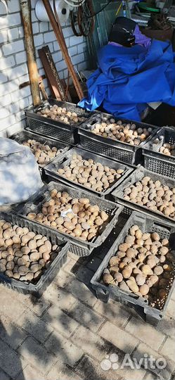 Сортовой картофель на посадку