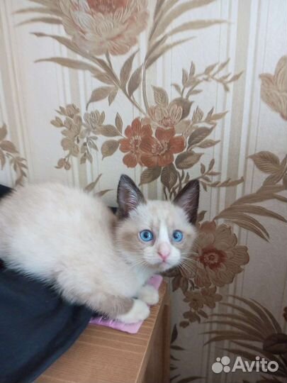 Кошки в дар бесплатно
