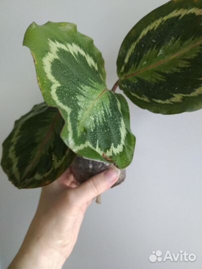 Калатея медальон