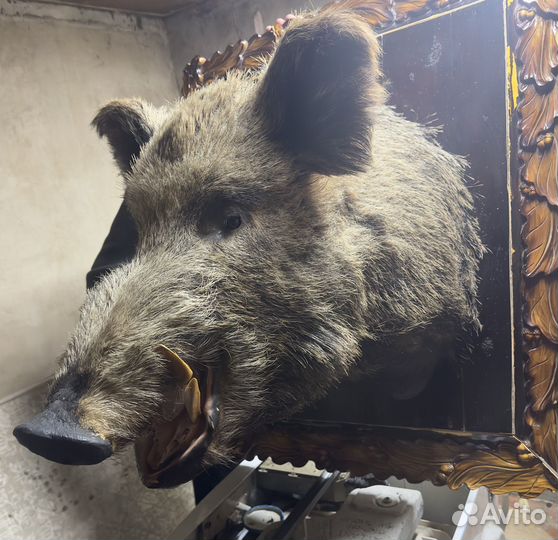Голова кабана