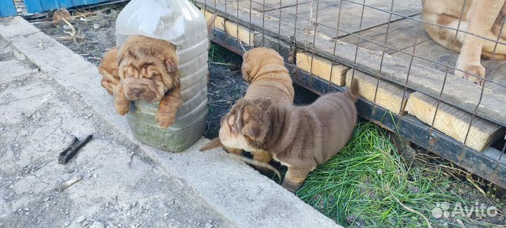 Собаки щенки
