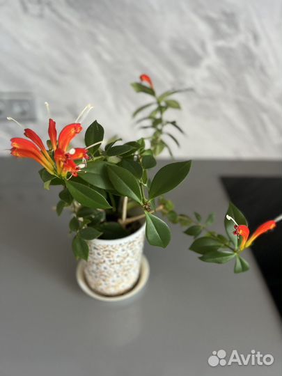 Эсхинантус